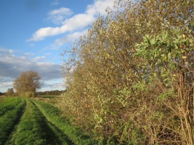 groove of trees on farmyard land
