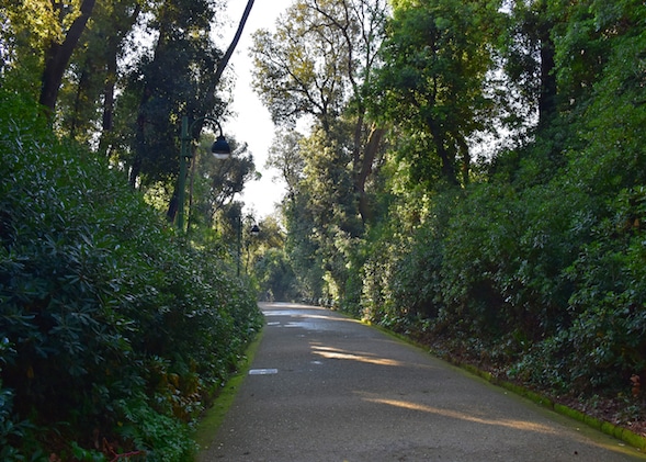 hedges on the side of a road way