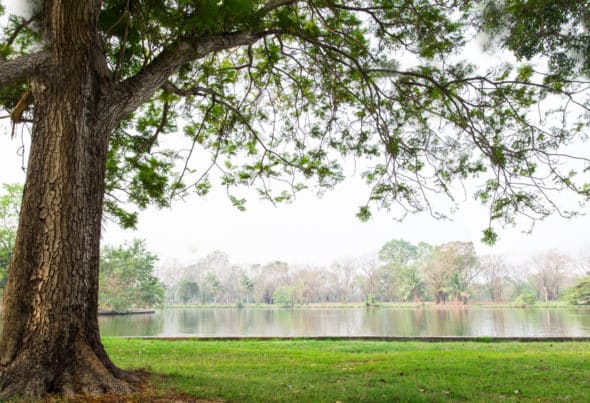 Tree beside lake