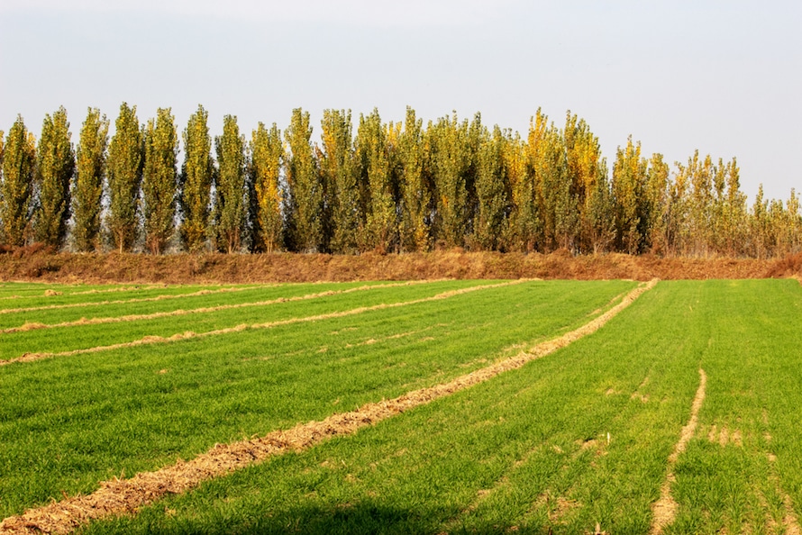 row of shelter belts