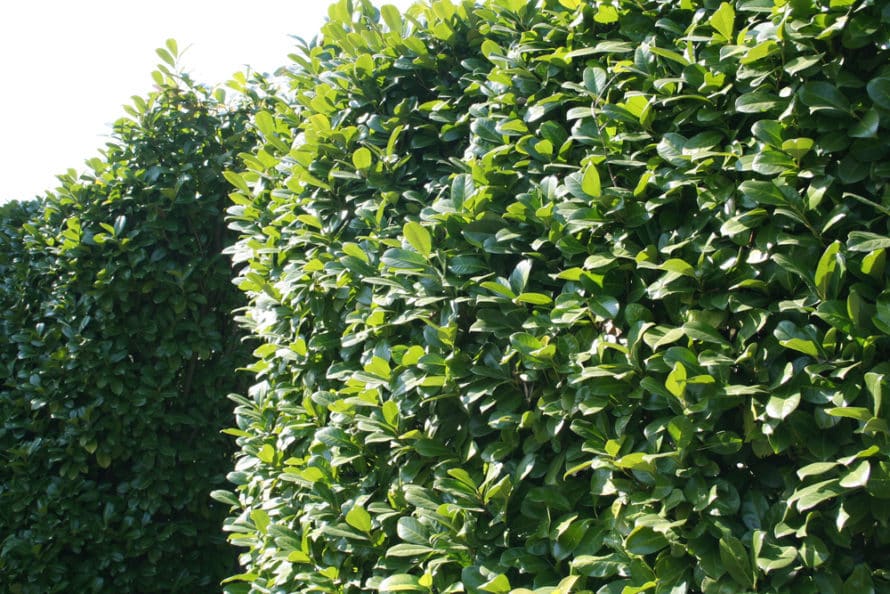 Laurel hedging benefits
