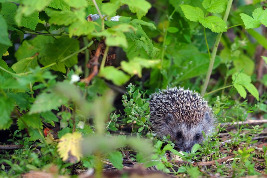 hedgehogs in garden