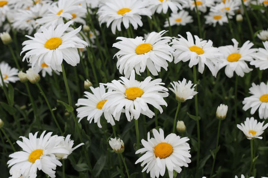 patch of daisies