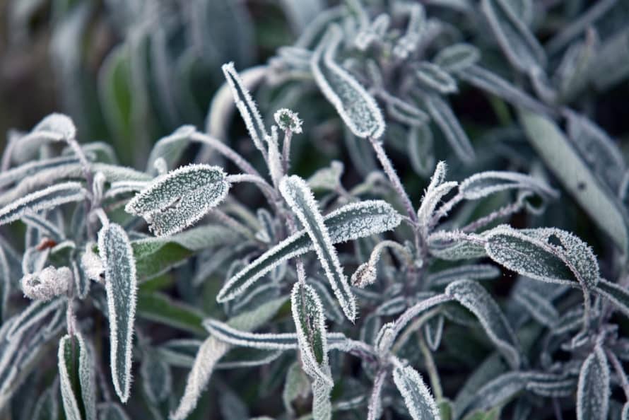 plant leaves with frost